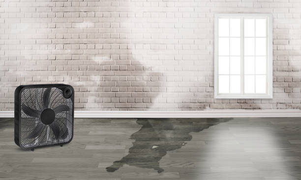 Best Mold removal after water damage  in South Berwick, ME